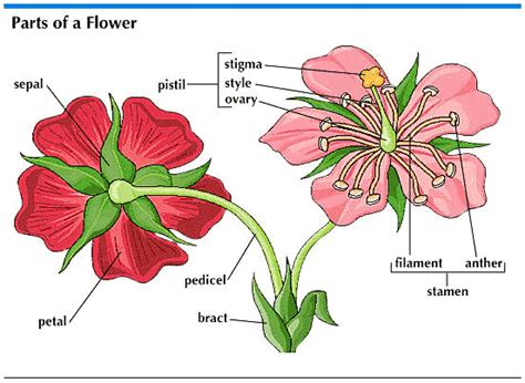 Sepal of a Flower .